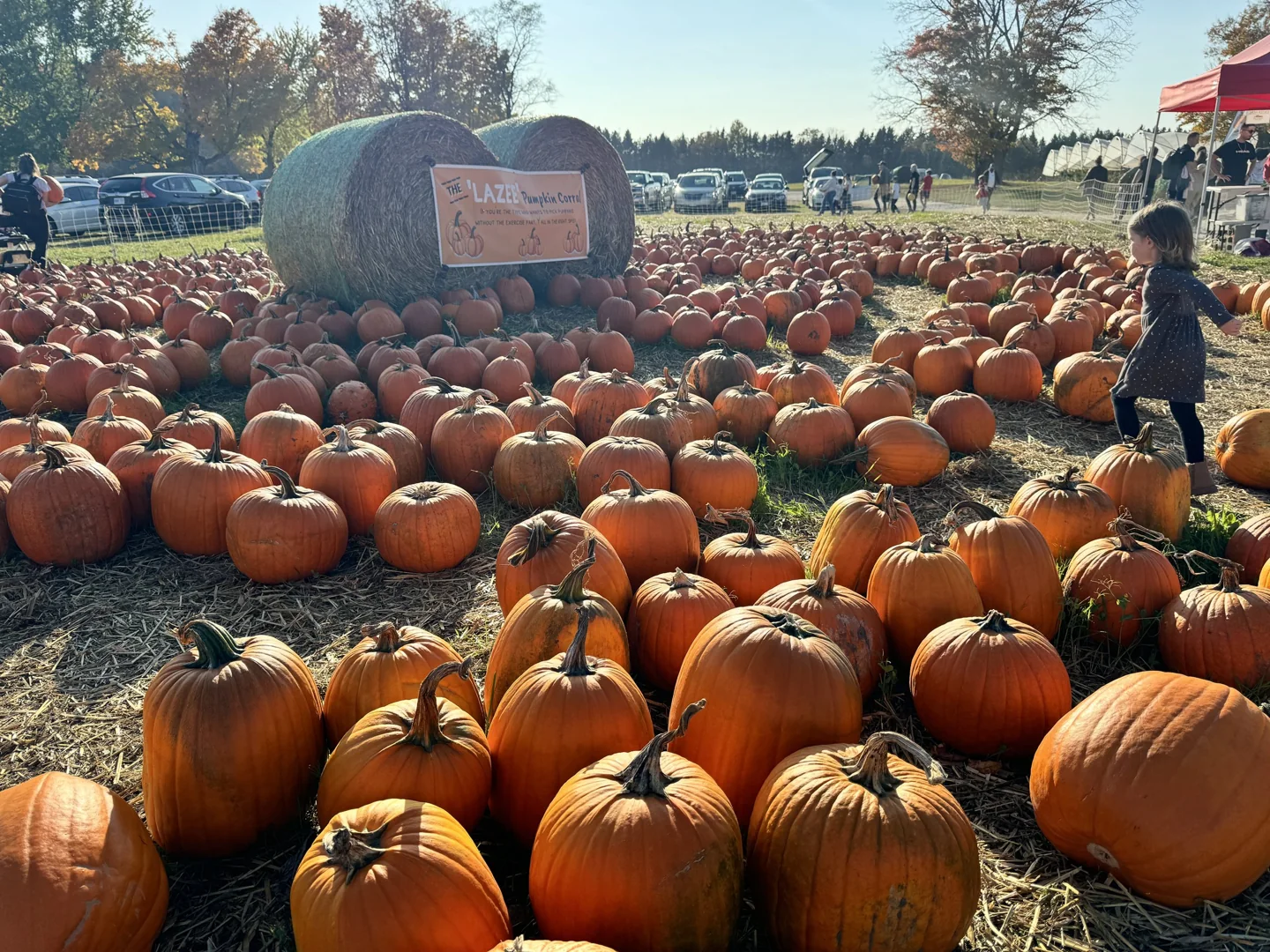 A woman and child among pumpkins at Cooper’s Farm