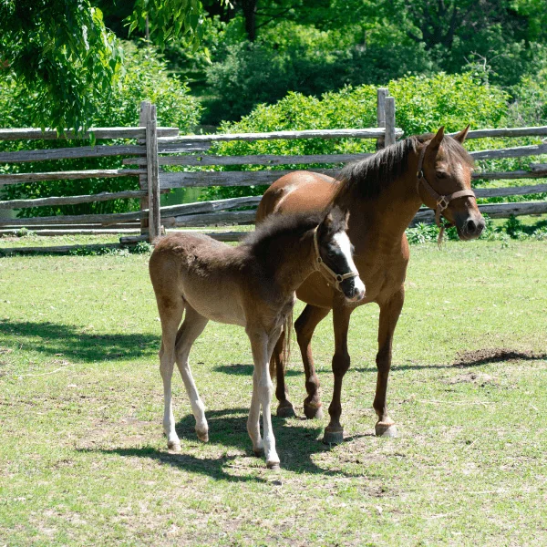 A horse and foal standing on grass at Far Enough Farm