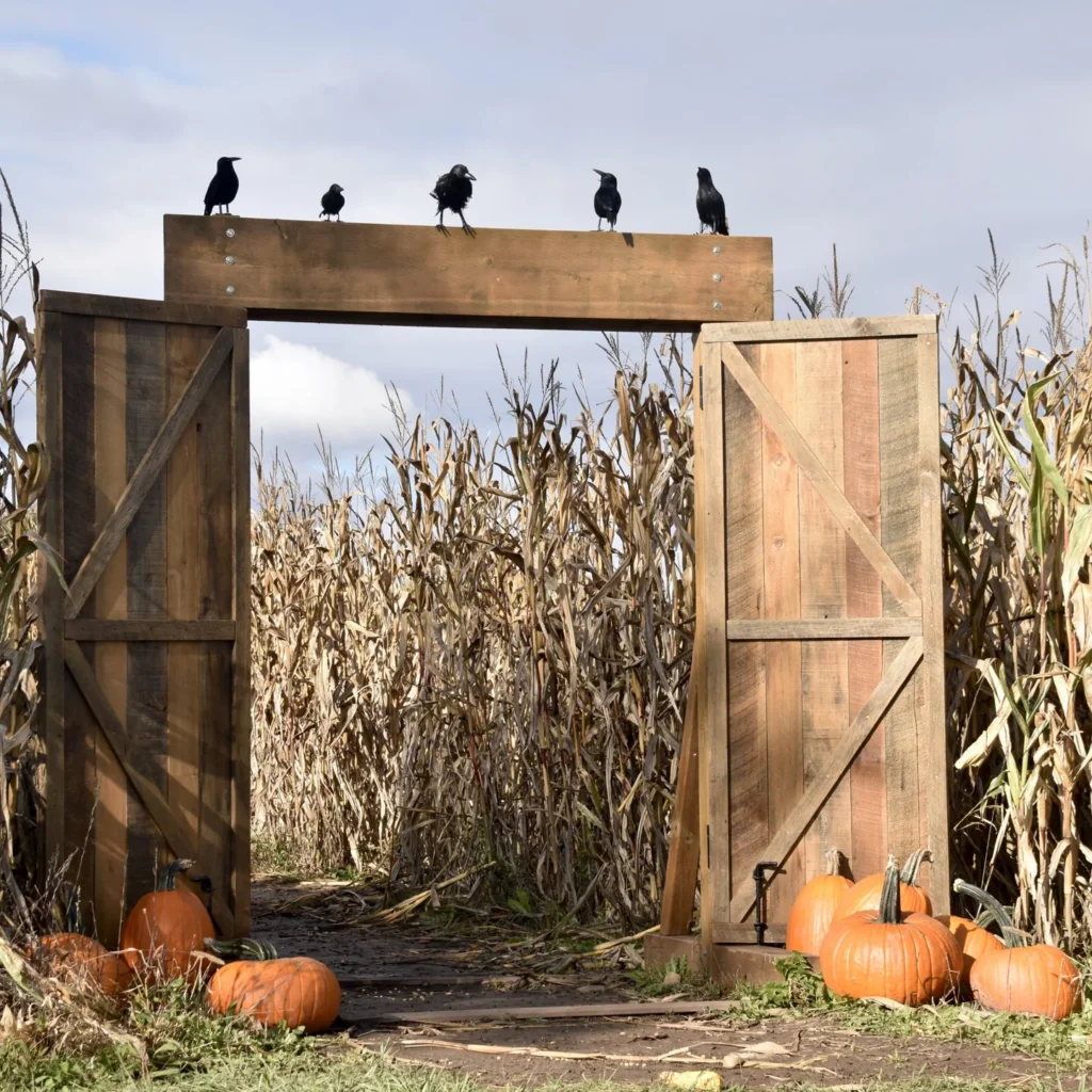 Wooden entrance to the corn maze at Carl Laidlaw Orchards