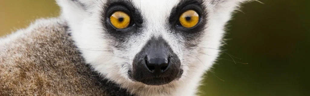 A ring-tailed lemur looking toward the camera at Toronto Zoo