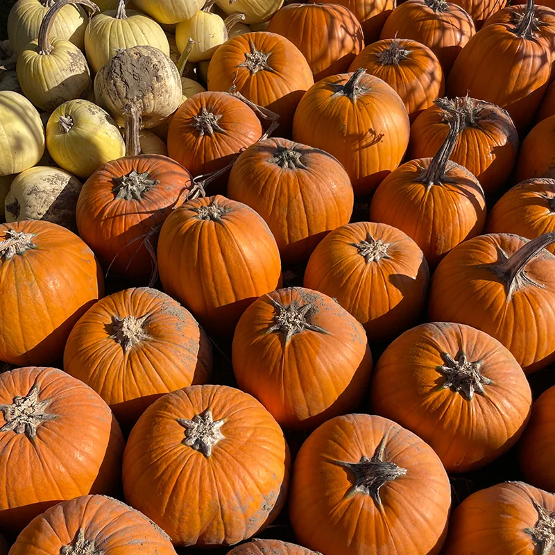 Orange pumpkins and pale squash arranged together at Dyment’s