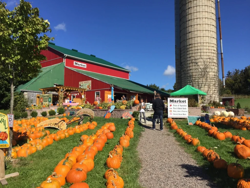 Rows of pumpkins beside the red market building at Forsythe Family Farms
