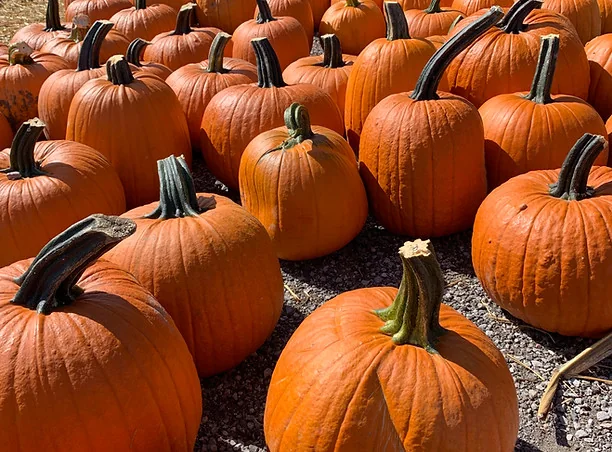 Orange carving pumpkins in rows at Strawberry Creek Farm Market