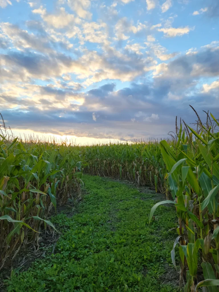 A grass path between tall corn at Applewood Farm Winery