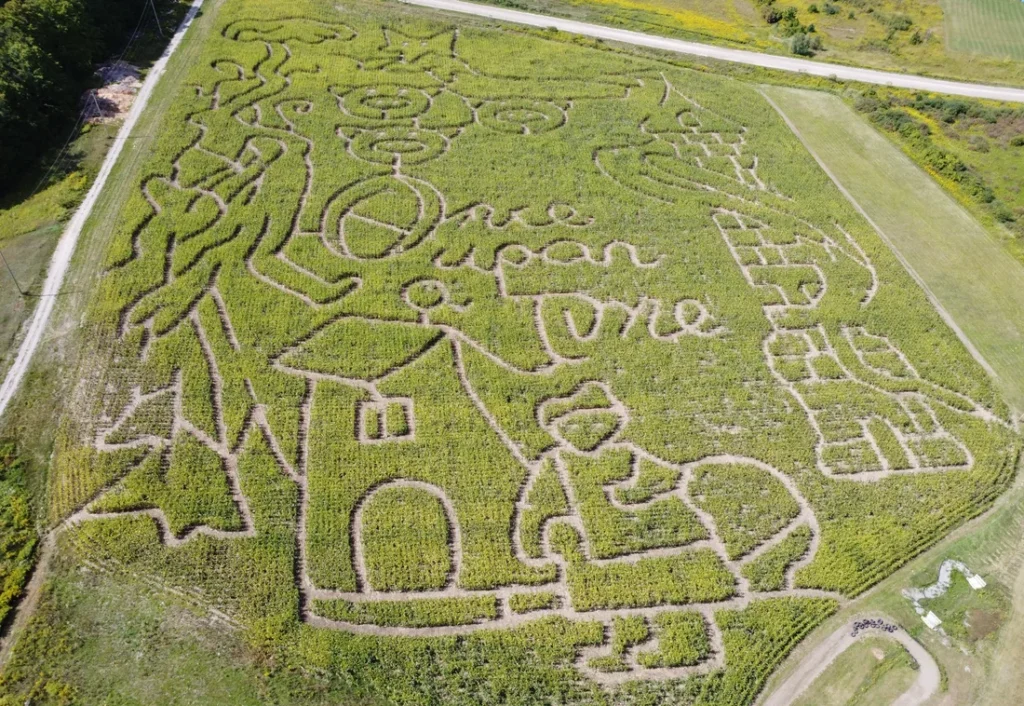 Aerial view of the Once Upon a Time corn maze at Buzzing Bees in 2025