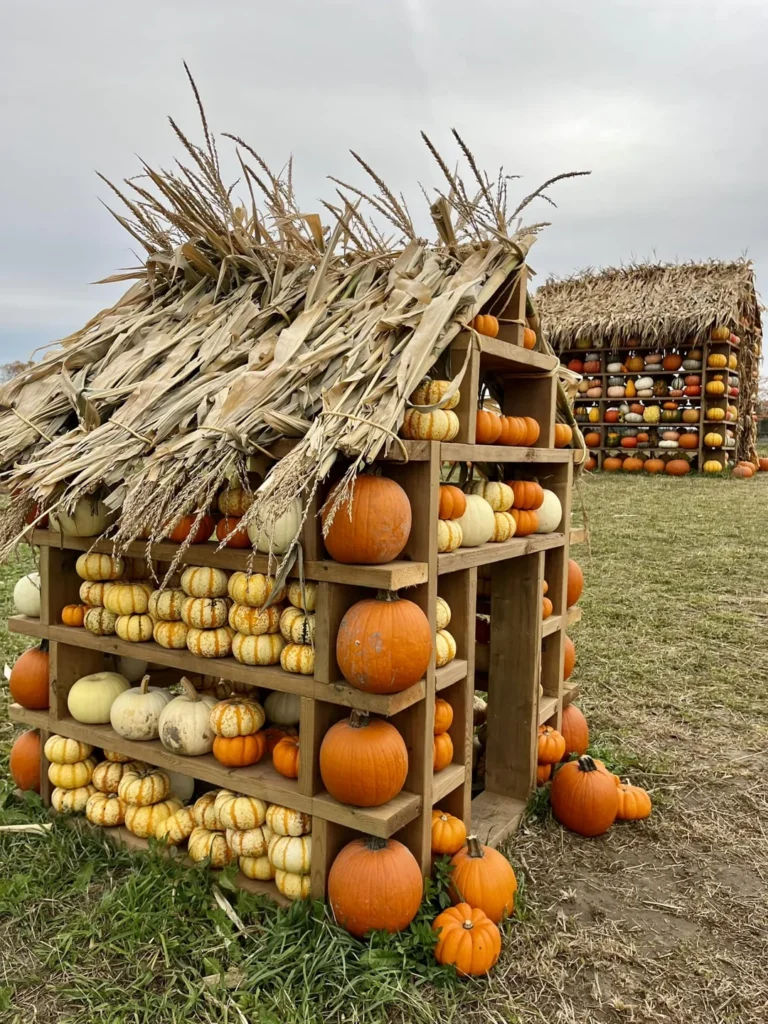 Pumpkins and squash on wooden display shelves at Linton’s Farm Market