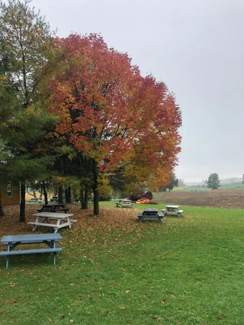 Picnic tables below autumn trees at Nature’s Bounty Farm
