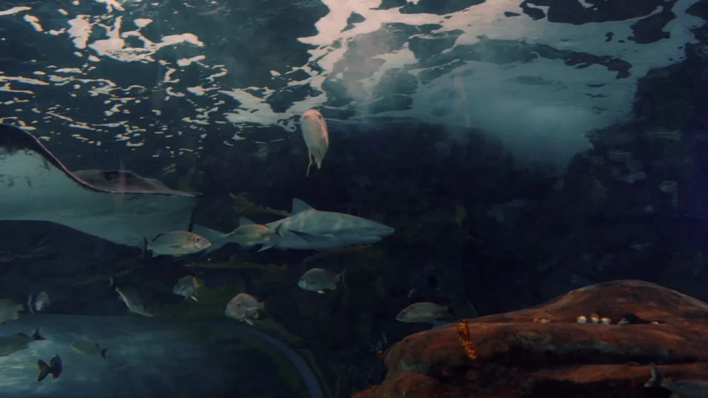 Shark and fish in Dangerous Lagoon at Ripley’s Aquarium of Canada
