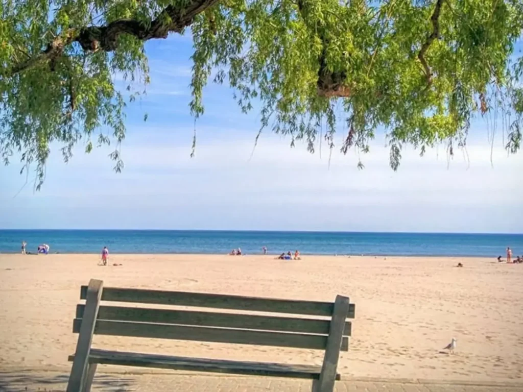 Bench under a tree beside the beach in Cobourg