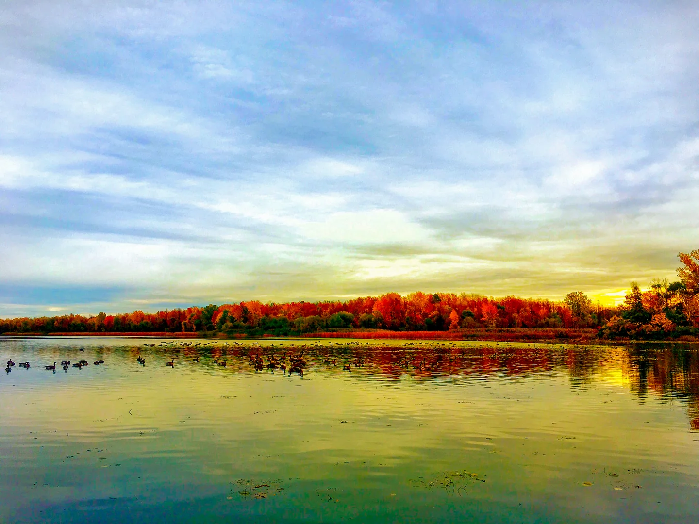 Autumn trees reflected in calm water
