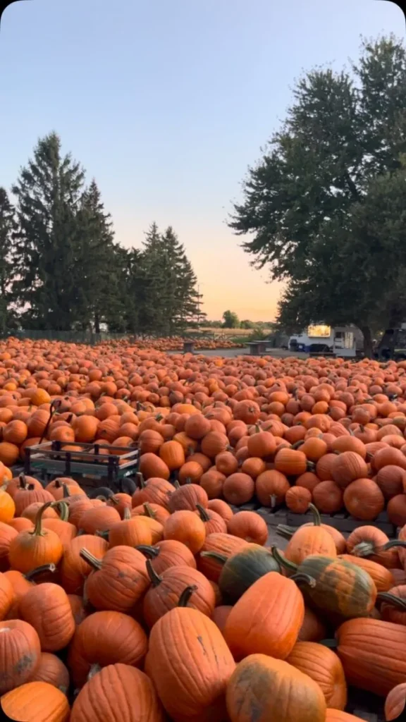Rows of pumpkins in the yard at Strom’s Farm