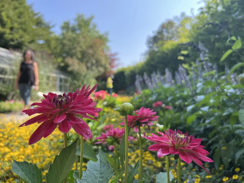 Pink flowers in the Toronto Botanical Garden trial garden with visitors in the background