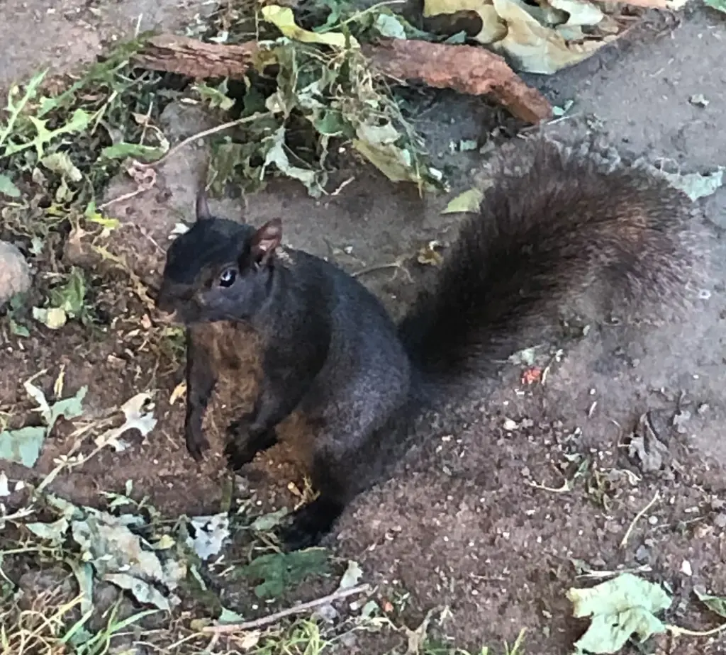 Young grey squirrel holding onto a tree trunk
