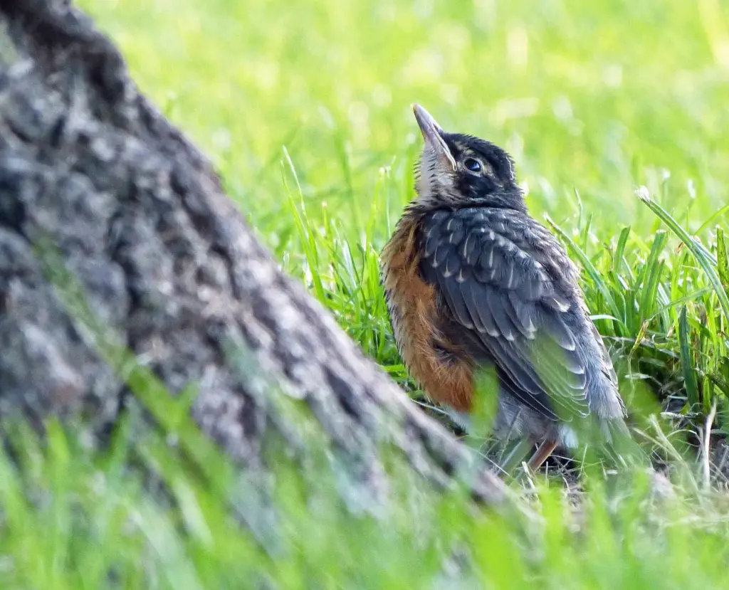 Young fledgling bird standing on the ground with growing feathers