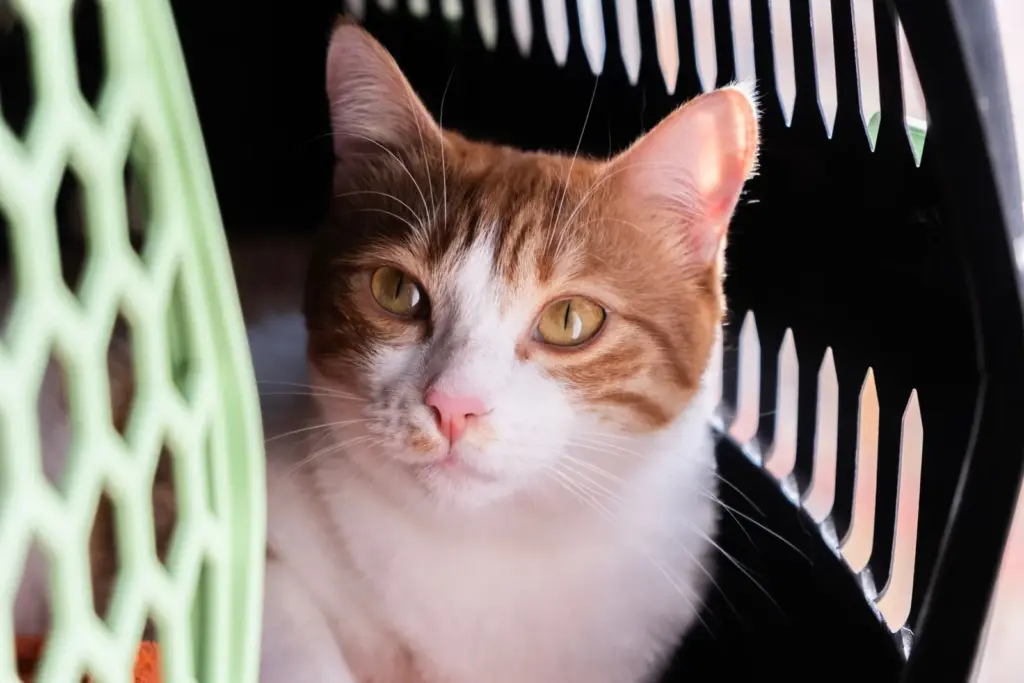 Orange and white cat resting inside a secure pet carrier