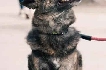 Black dog sitting safely on a leash on a city sidewalk