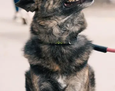 Black dog sitting safely on a leash on a city sidewalk