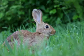 Small young rabbit sitting quietly in thick green grass