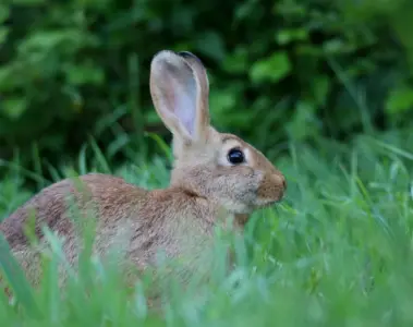Small young rabbit sitting quietly in thick green grass