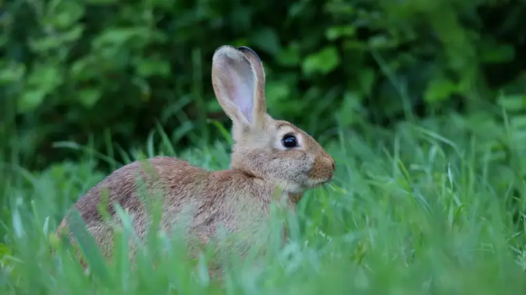 Small young rabbit sitting quietly in thick green grass