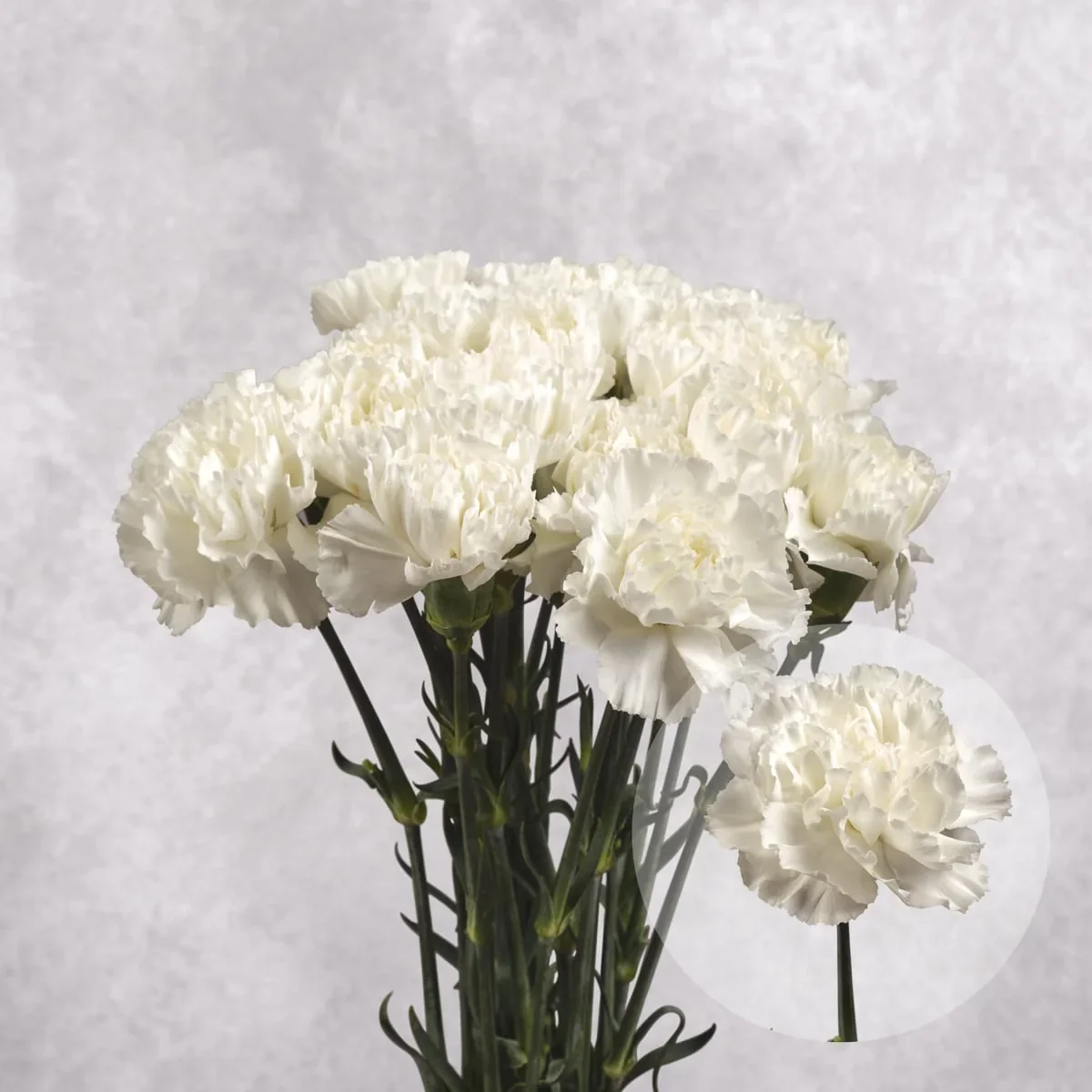 White carnations shown in Jong Young Flower Market’s bunch catalogue
