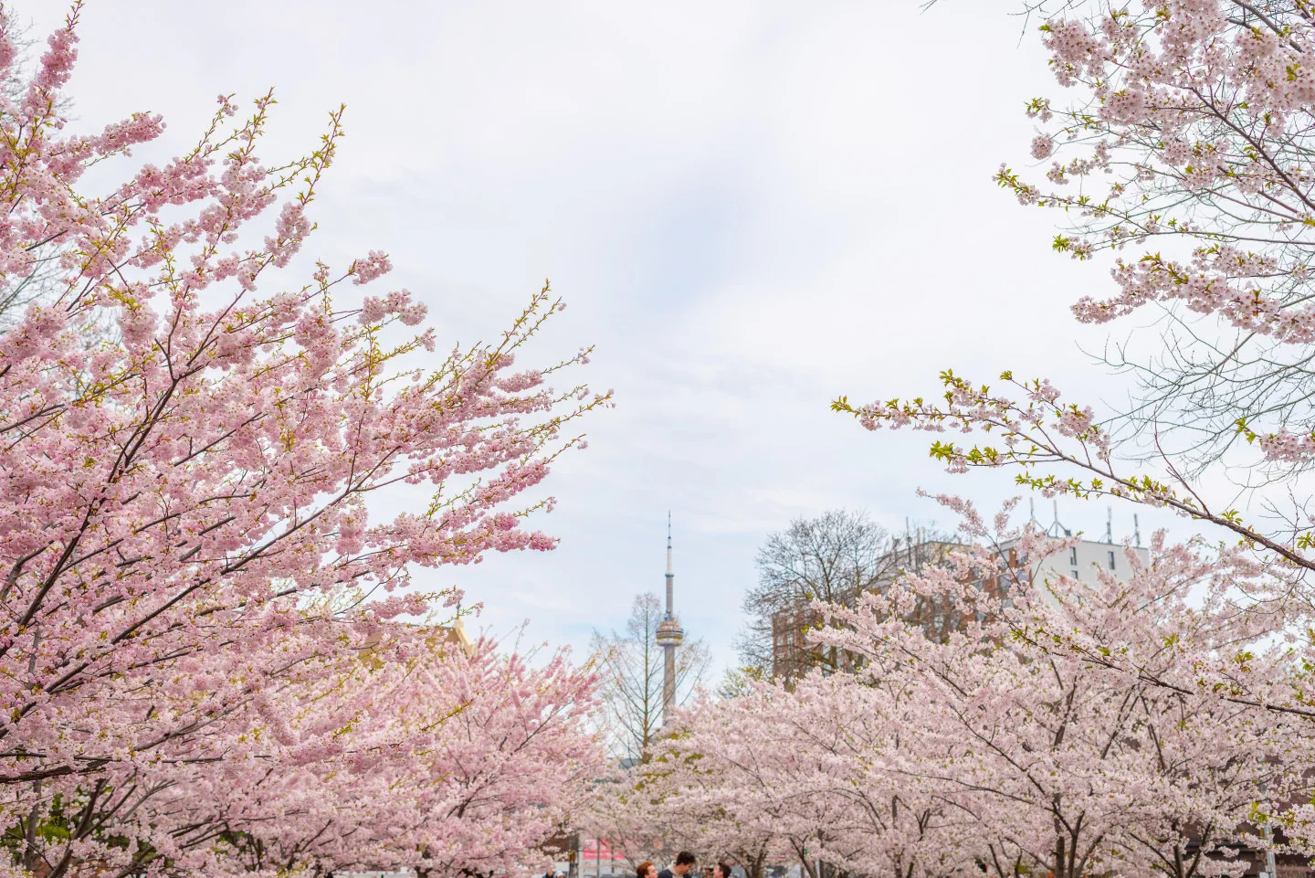 Spring blossoms at Trinity Bellwoods Park