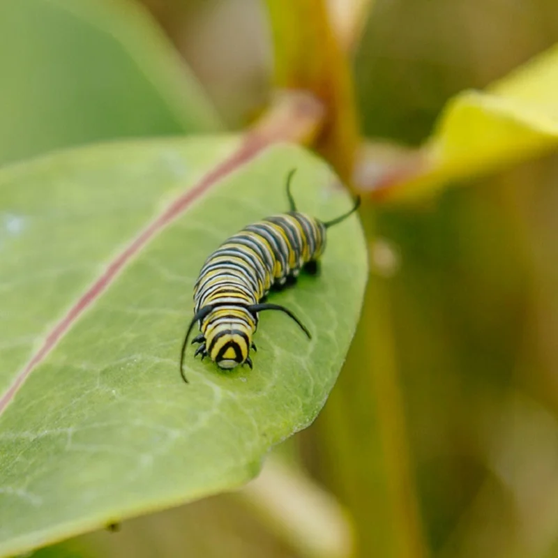A monarch caterpillar on a green leaf