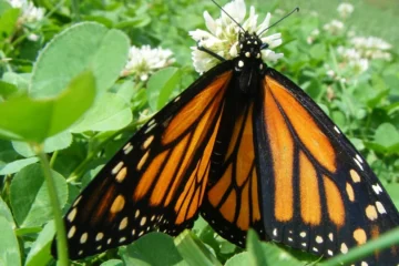 A monarch butterfly resting with its orange wings open