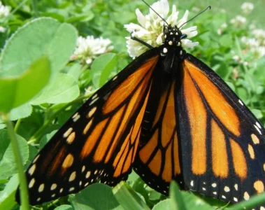 A monarch butterfly resting with its orange wings open