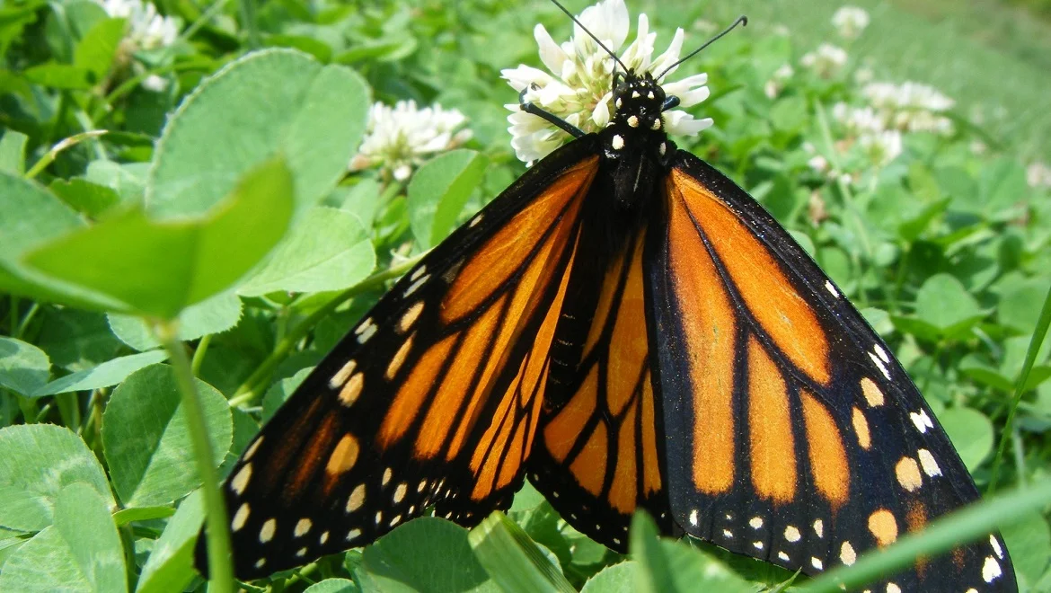A monarch butterfly resting with its orange wings open