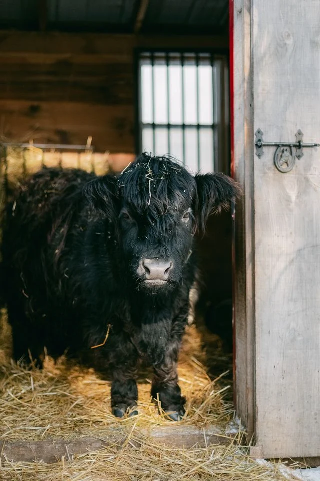 Cow at Triple C Farm in Ancaster