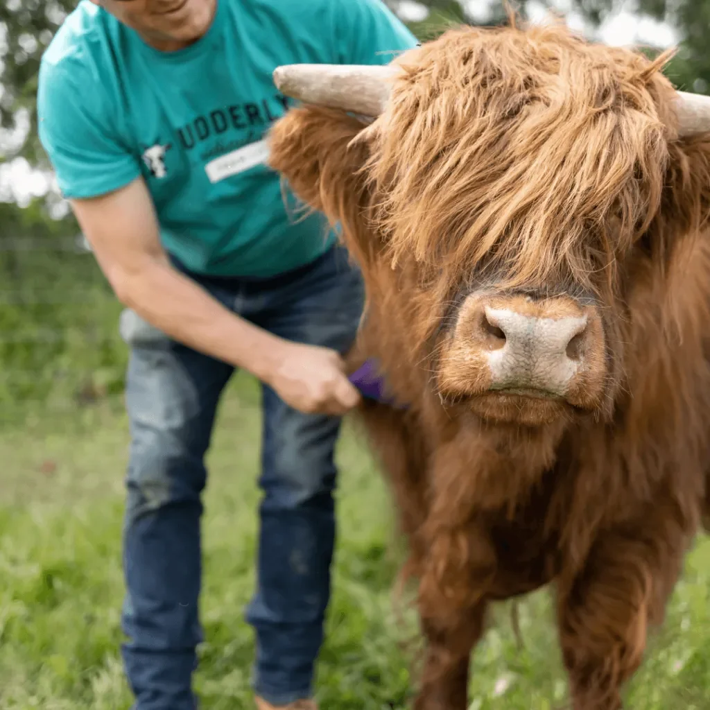Visitor brushing a Highland cow at Udderly Ridiculous Farm Life