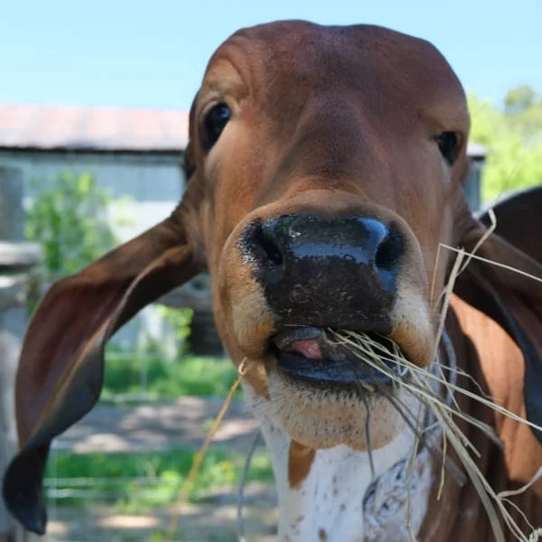 A brown cow named Janki in the Gir Farms photo gallery
