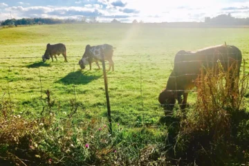 Cows grazing in a sunlit field at Gir Farms