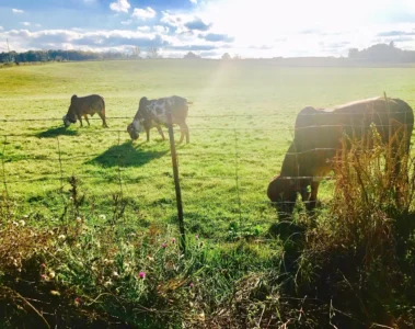 Cows grazing in a sunlit field at Gir Farms