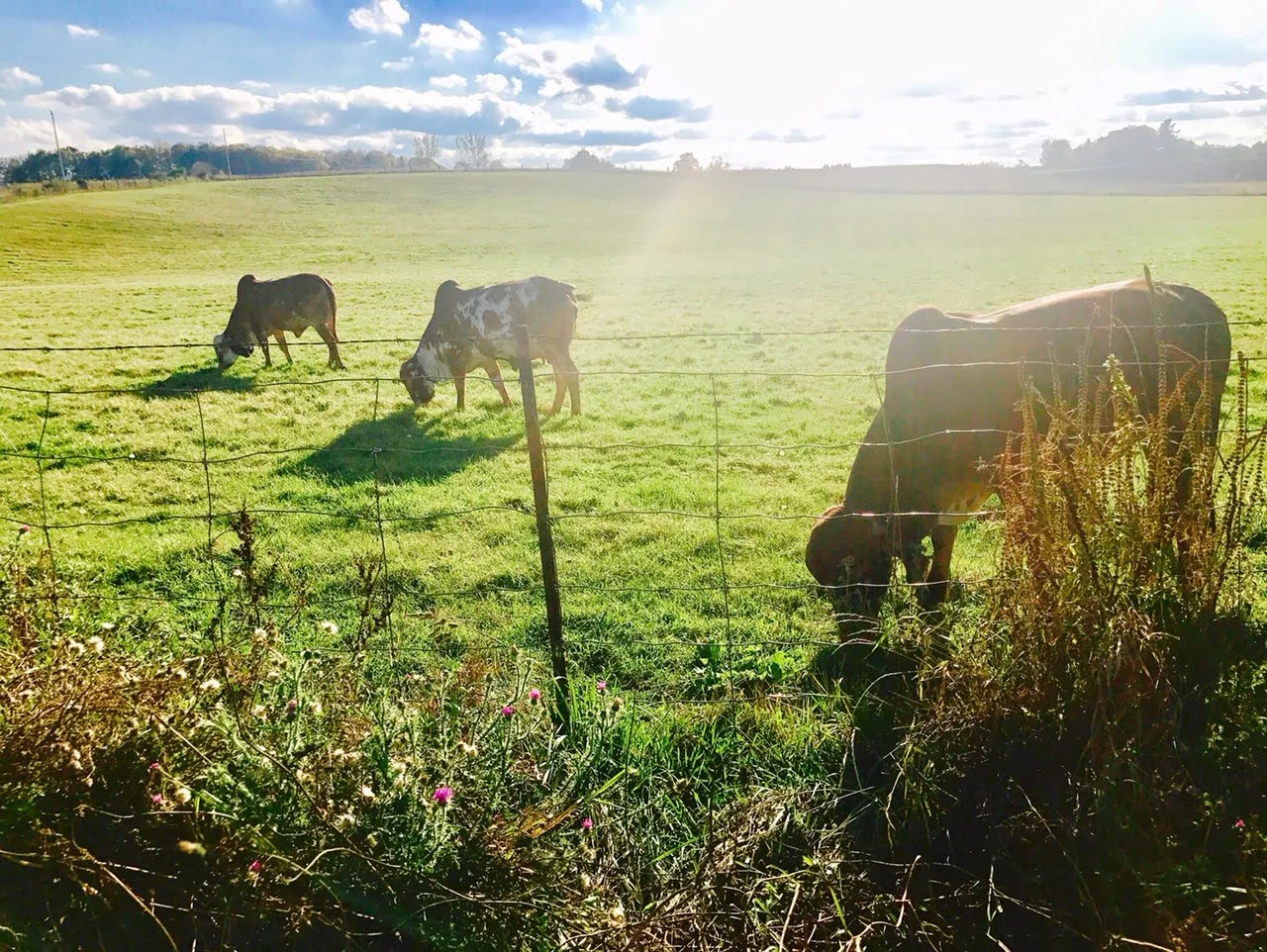 Cows grazing in a sunlit field at Gir Farms