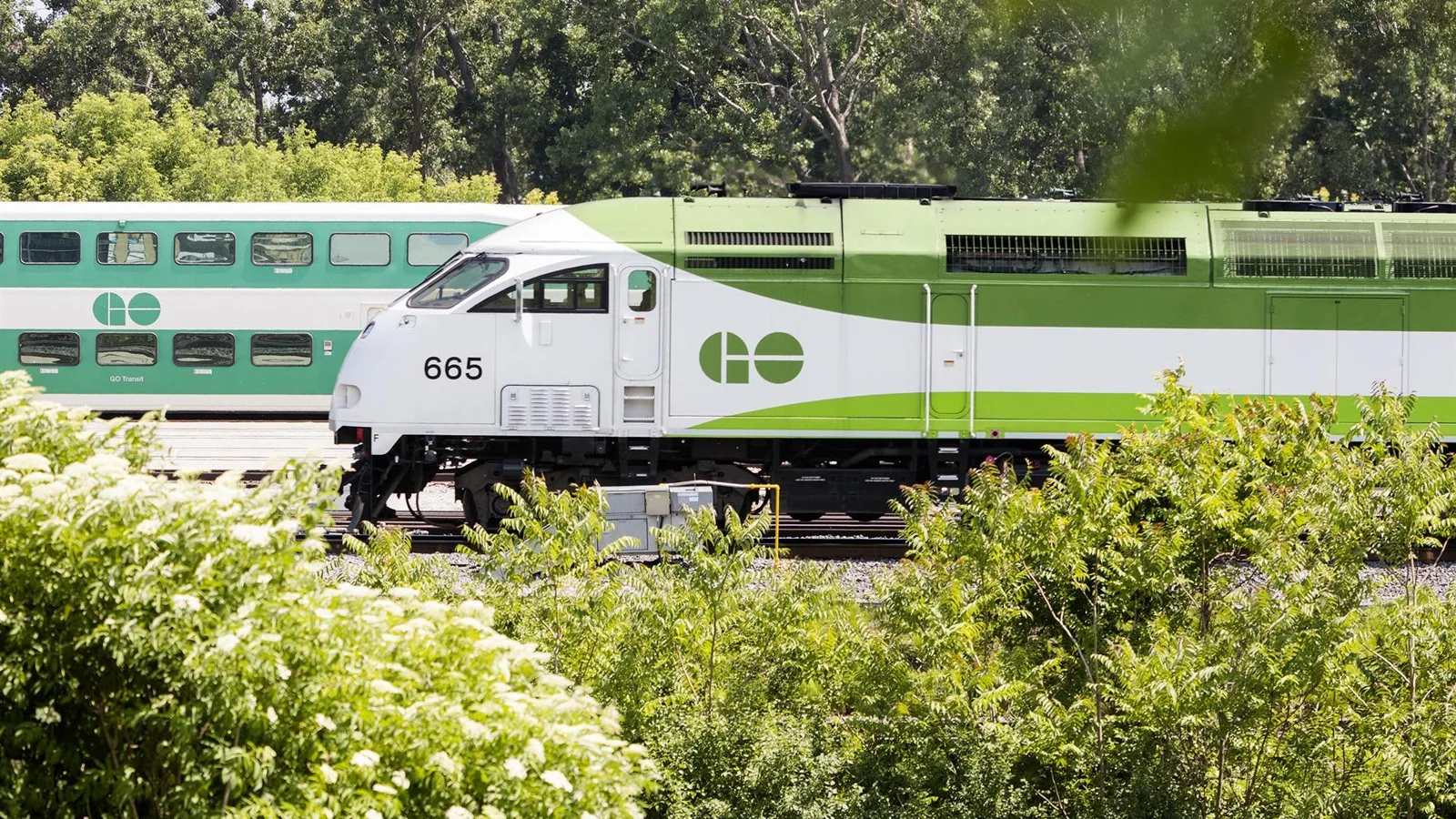 A green and white GO train travelling beside trees