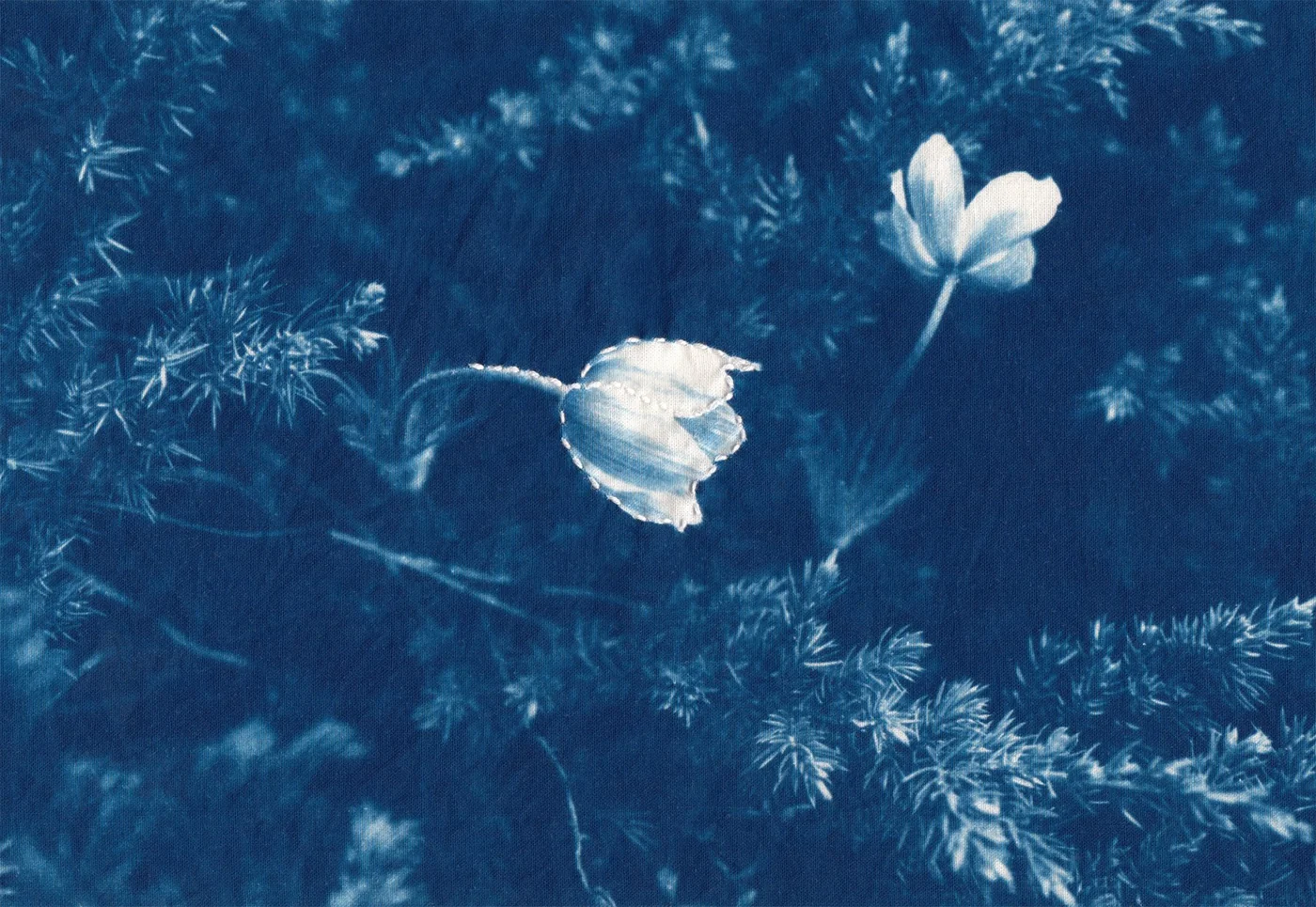 Two prairie crocus flowers in Poke, a blue cyanotype on cotton with stitching by Amber Helene Müller St. Thomas