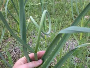 A garlic scape growing among long green leaves