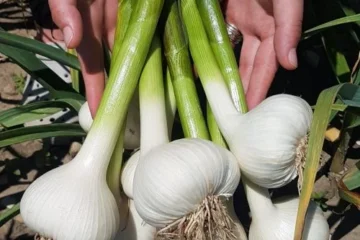 Fresh garlic bulbs held with their green stems