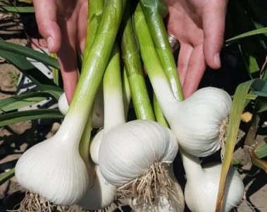 Fresh garlic bulbs held with their green stems