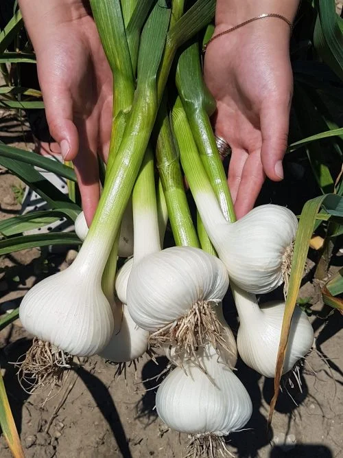 Fresh garlic bulbs held with their green stems
