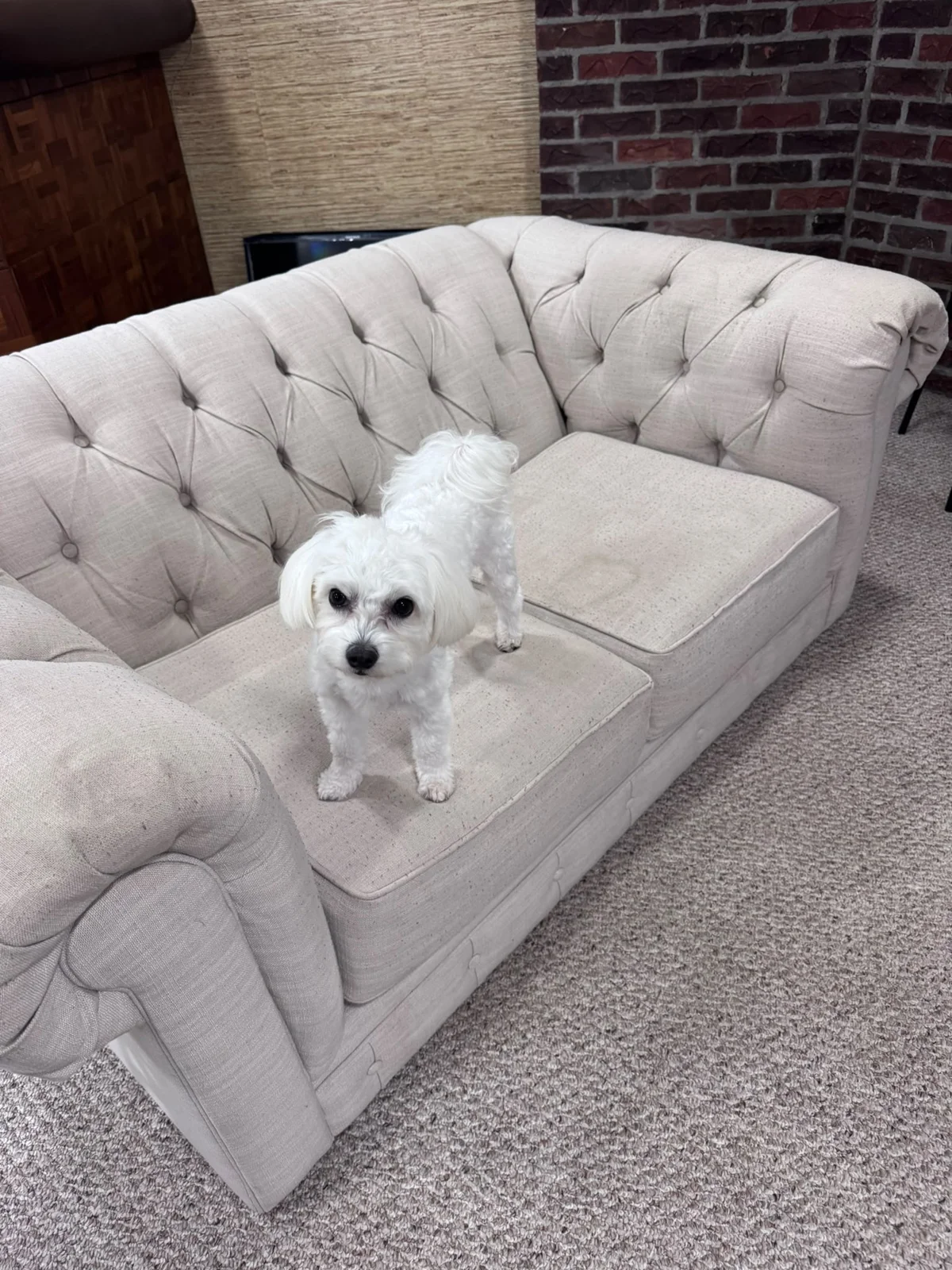 A tufted armchair with a small dog on its seat