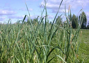 Garlic plants growing in a field