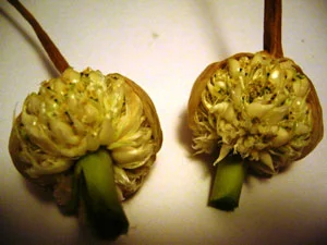 Garlic bulbils on two cut stalks