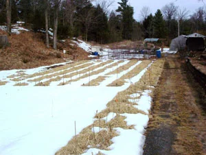 A garlic-growing plot under snow