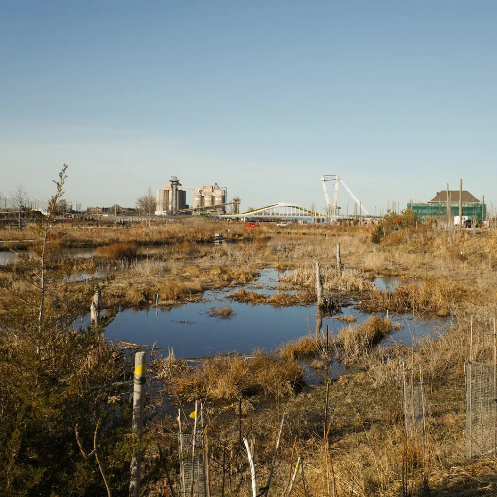 Wetland plants and water in the new Don River landscape