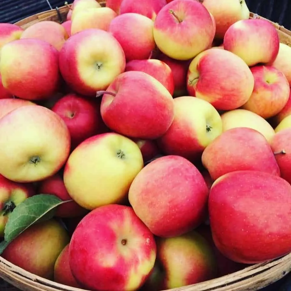 Red and yellow apples in a basket at Applewood Farm