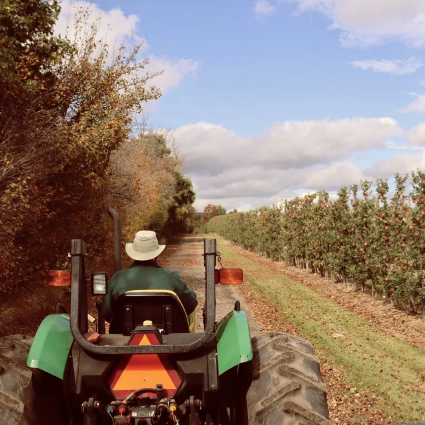 A tractor travelling between rows of apple trees at Chudleigh’s