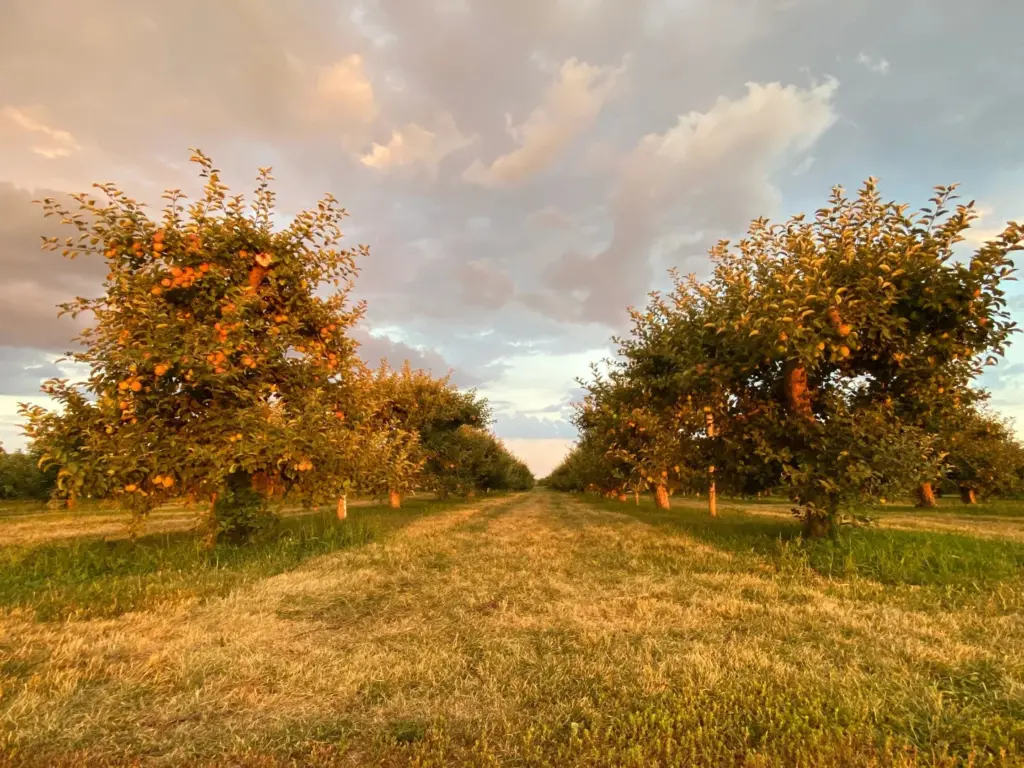 Rows of apple trees at Dixie Orchards in warm evening light
